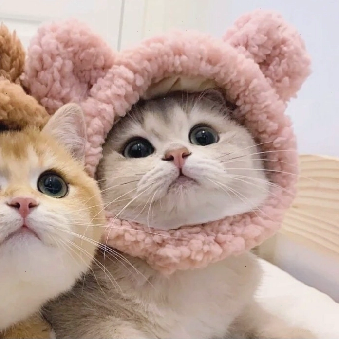 Avatar đôi mèo cute anime