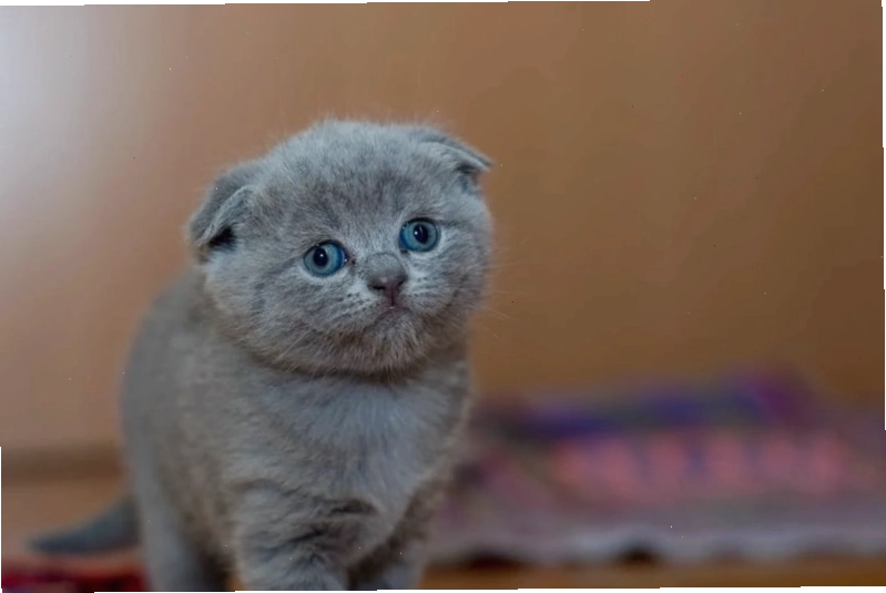 Avatar đôi mèo cute anime thể hiện sự gắn kết