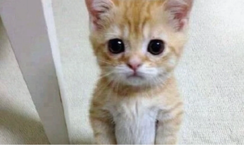 Avatar meme mèo với biểu cảm hài hước