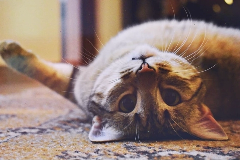 Avatar mèo cute hoạt hình ngộ nghĩnh