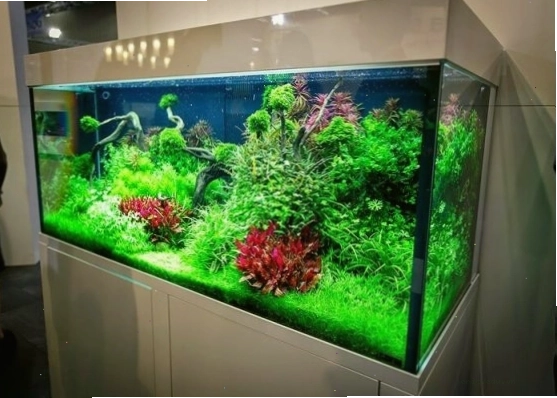 Bể cá cảnh hình chữ nhật là lựa chọn phổ biến, phù hợp với nhiều không gian