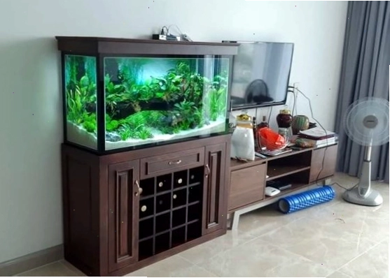 Bể cá tròn mang lại sự viên mãn, trọn vẹn