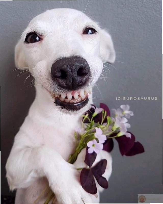 Bộ ảnh tặng hoa cute mang lại năng lượng tích cực