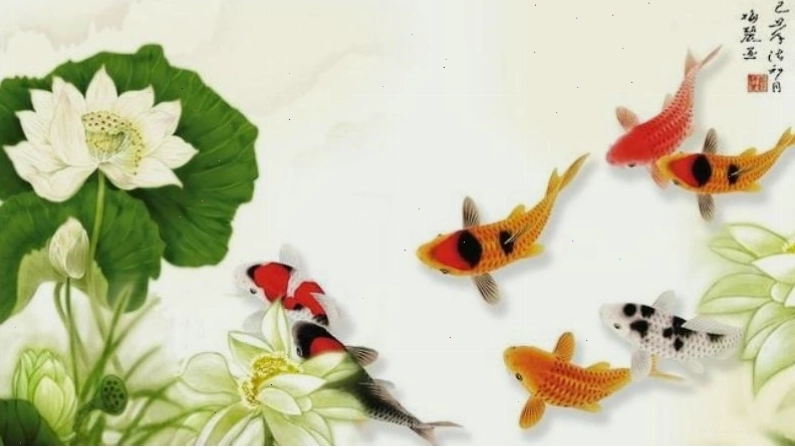 Bộ sưu tập hình nền cá chép hoa sen đa dạng