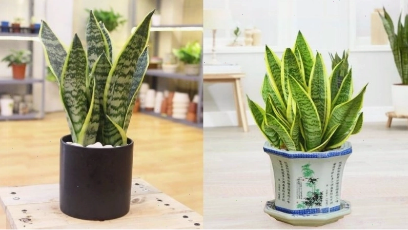 Các hình ảnh cây lưỡi hổ đẹp mắt cho trang trí nội thất