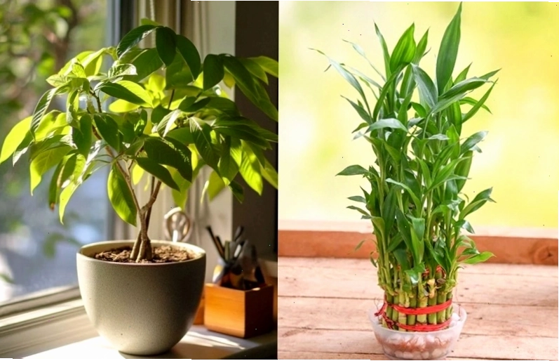 Các loại cây cảnh mang ý nghĩa tài lộc và may mắn