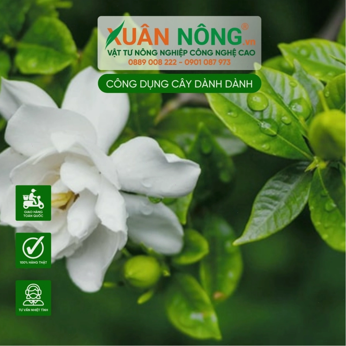 Các mệnh phù hợp trồng cây Dành Dành