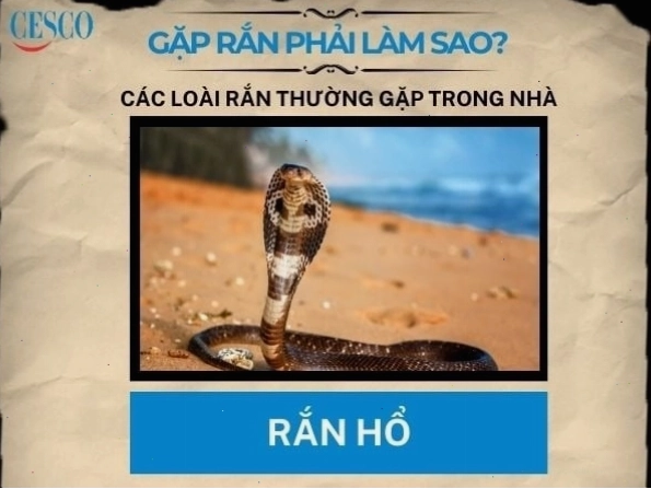 Cách xử lý khi gặp rắn hổ