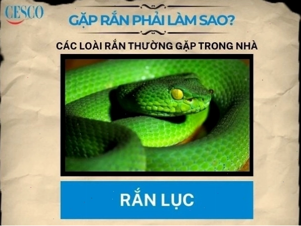 Cách xử lý khi gặp rắn lục
