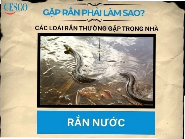 Cách xử lý khi gặp rắn nước