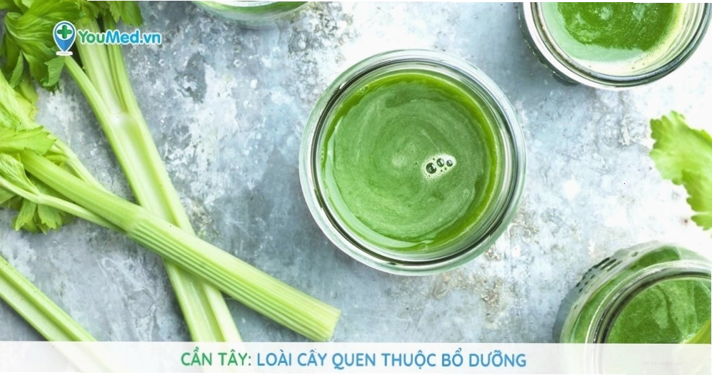 Cần tây: Loài cây quen thuộc bổ dưỡng