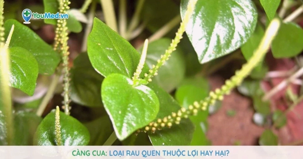 Càng cua: Loại rau quen thuộc lợi hay hại?