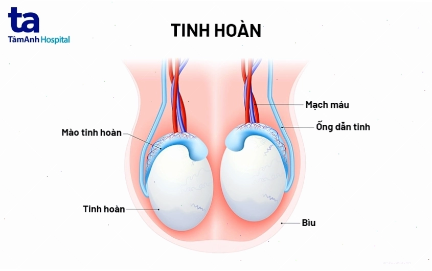 Cấu tạo chi tiết của tinh hoàn bao gồm các ống sinh tinh, tế bào Leydig và mào tinh hoàn