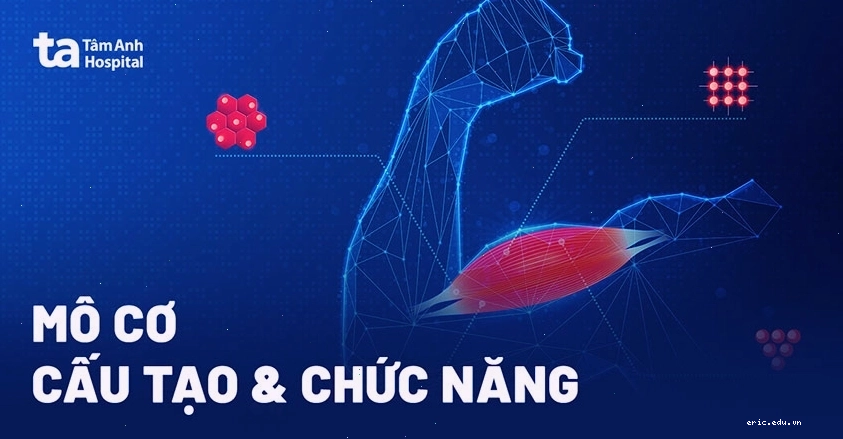 Cấu tạo và chức năng của mô cơ tim