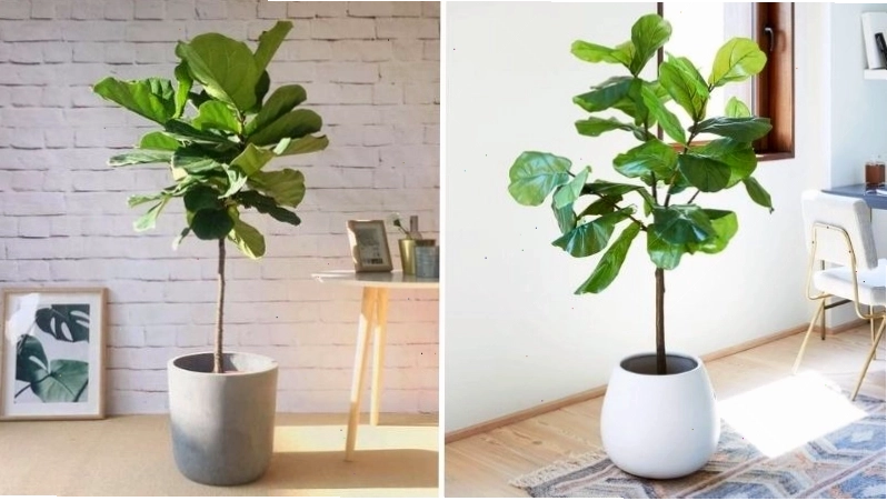 Cây bàng Singapore với tán lá rộng, mang lại vẻ đẹp sang trọng và tinh tế