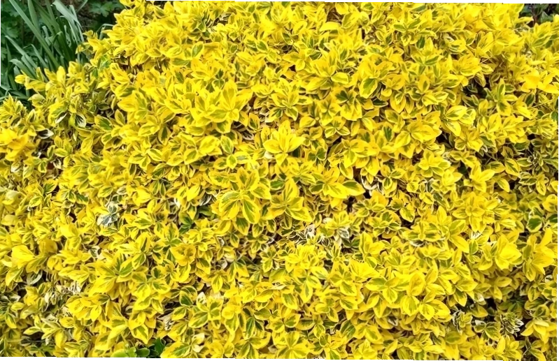 Cây cảnh tô điểm không gian sống và mang ý nghĩa tốt lành