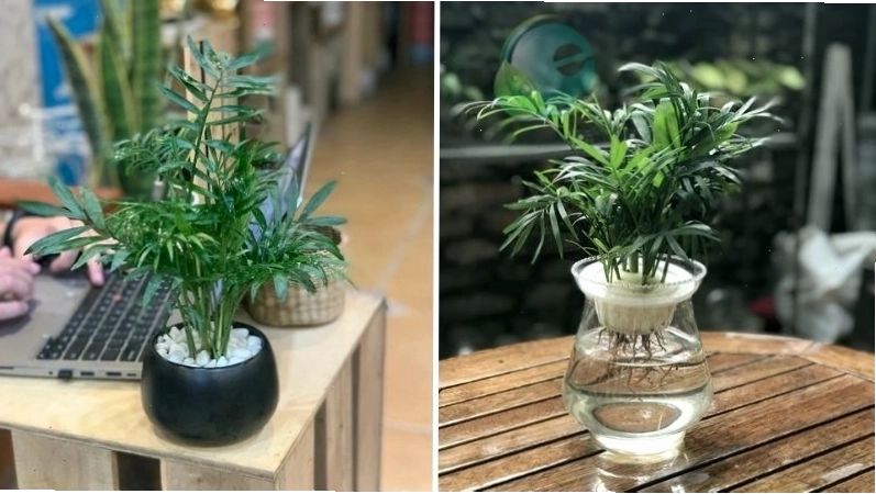 Cây cau tiểu trâm với thân cao, lá xanh mướt, biểu trưng cho sự vươn lên