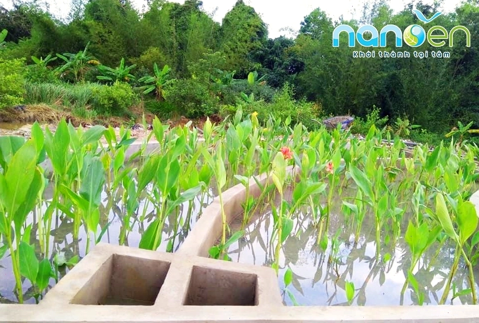Cây Chuối hoa