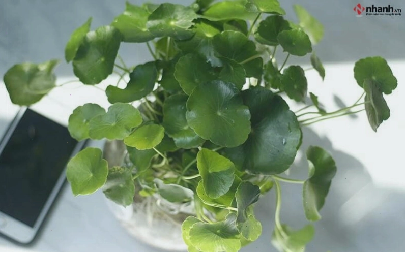 Cây Cỏ Đồng Tiền và Phú Quý cho người tuổi Tỵ