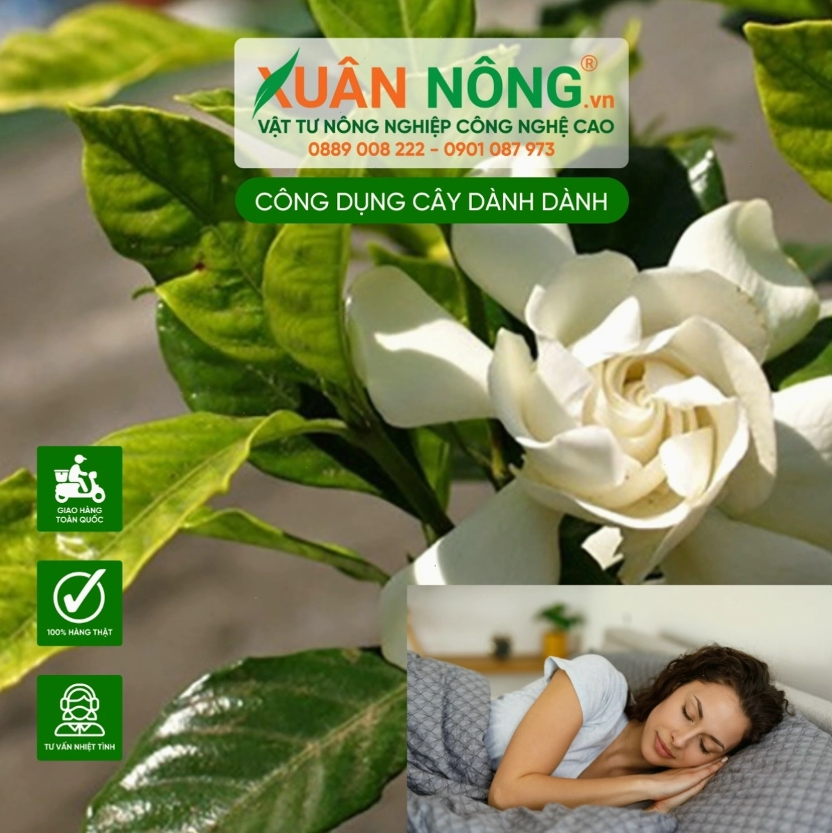 Cây dành dành giúp cải thiện chất lượng giấc ngủ và giảm căng thẳng