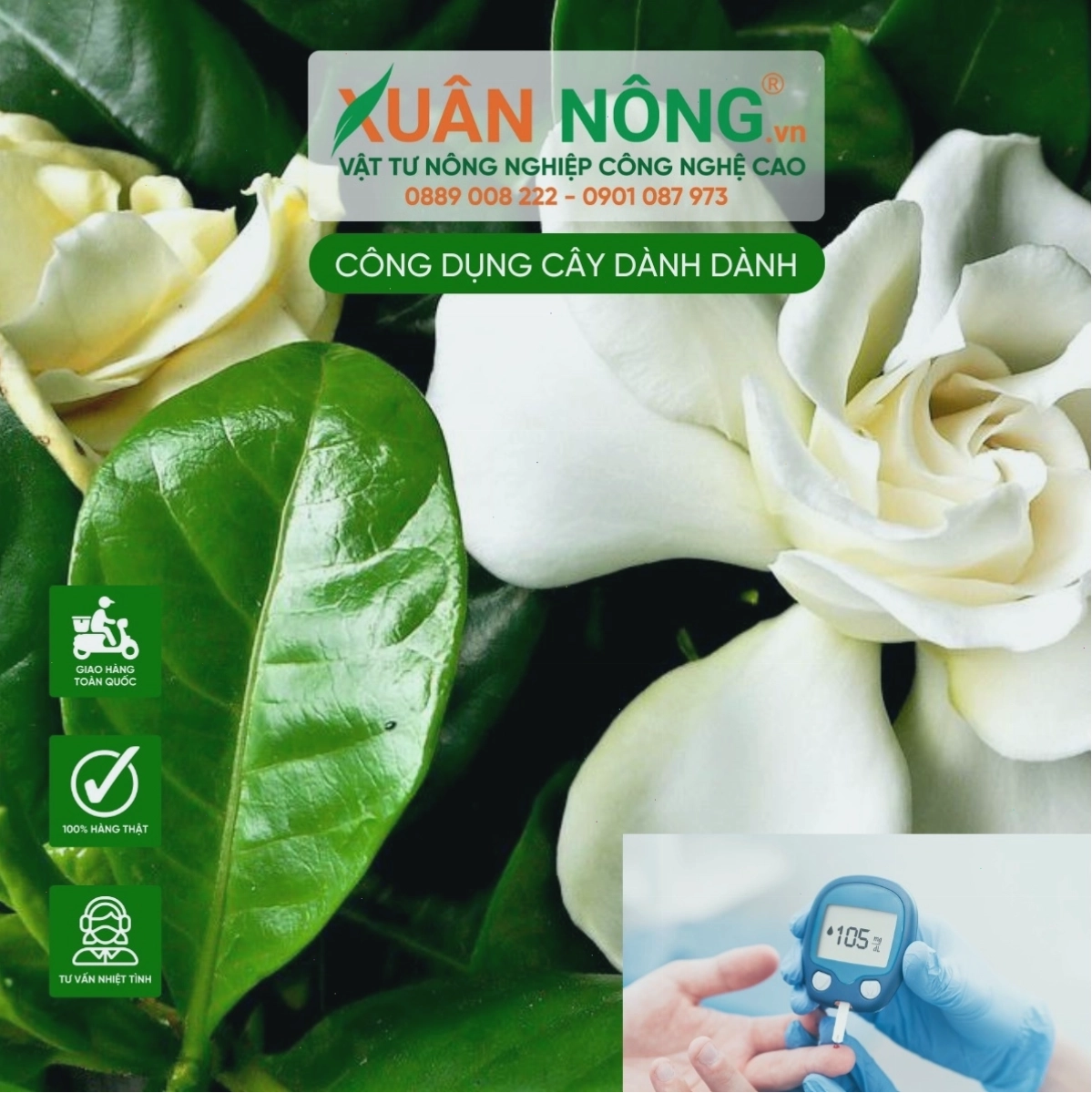 Cây dành dành hỗ trợ kiểm soát bệnh đái tháo đường