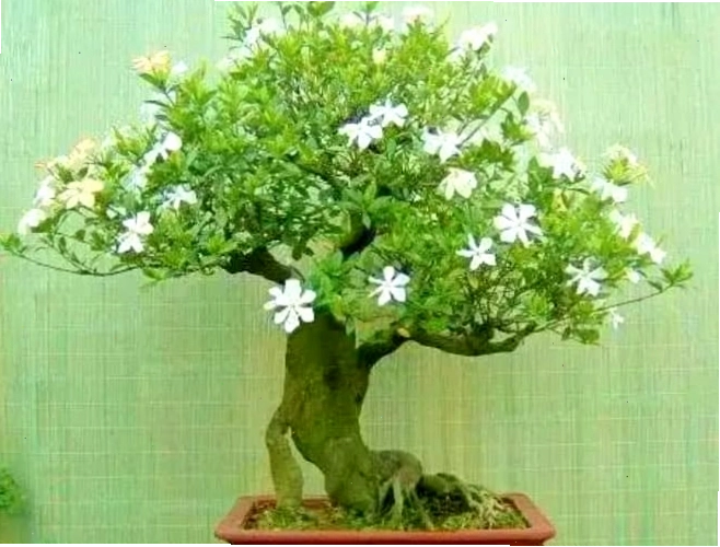 Cây dành dành mang lại vẻ đẹp tinh tế cho không gian