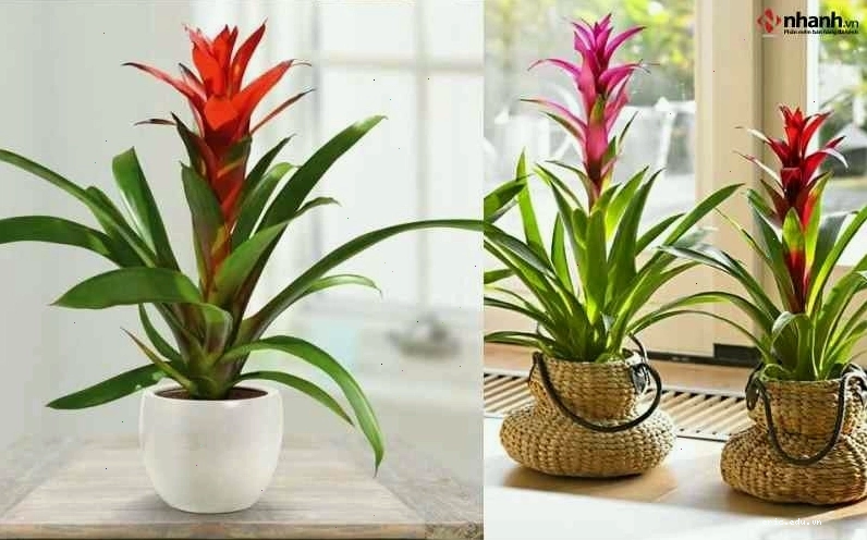 Cây Dứa Cảnh Nến và Trầu Bà cho người tuổi Dậu