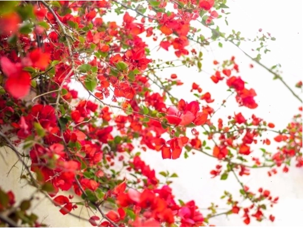 Cây hoa giấy màu đỏ rực rỡ