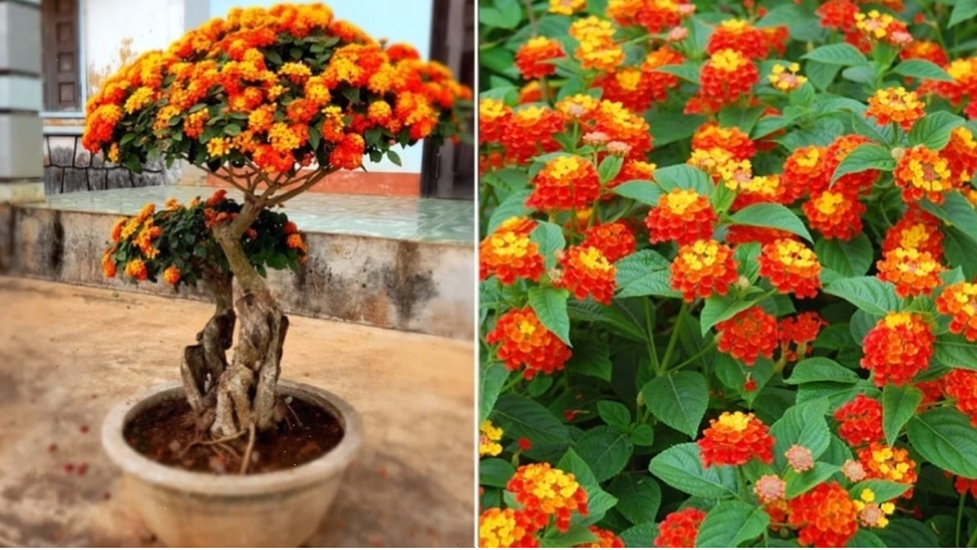 Cây hoa ngũ sắc trồng trước cửa nhà thu hút tài lộc và may mắn