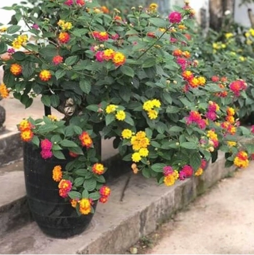 Cây hoa ngũ sắc với nhiều màu sắc rực rỡ, biểu tượng của may mắn và tài lộc