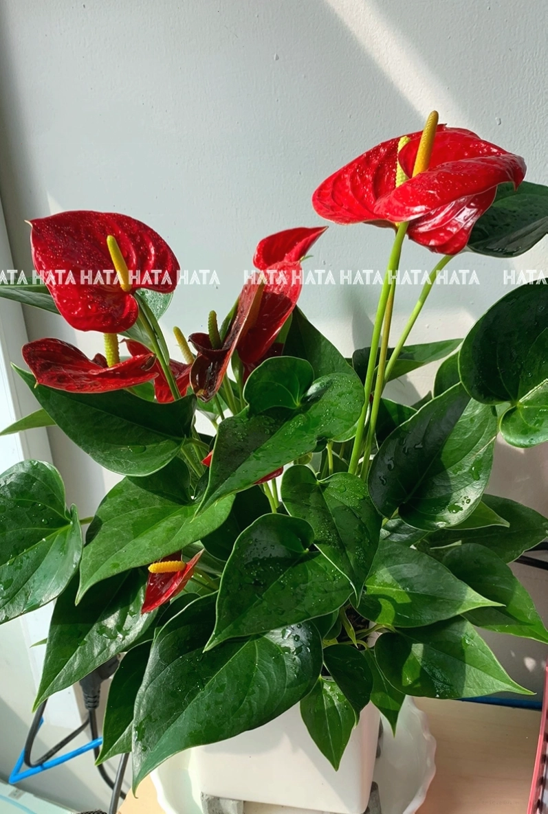 Cây Hồng Môn chậu sứ trang trí
