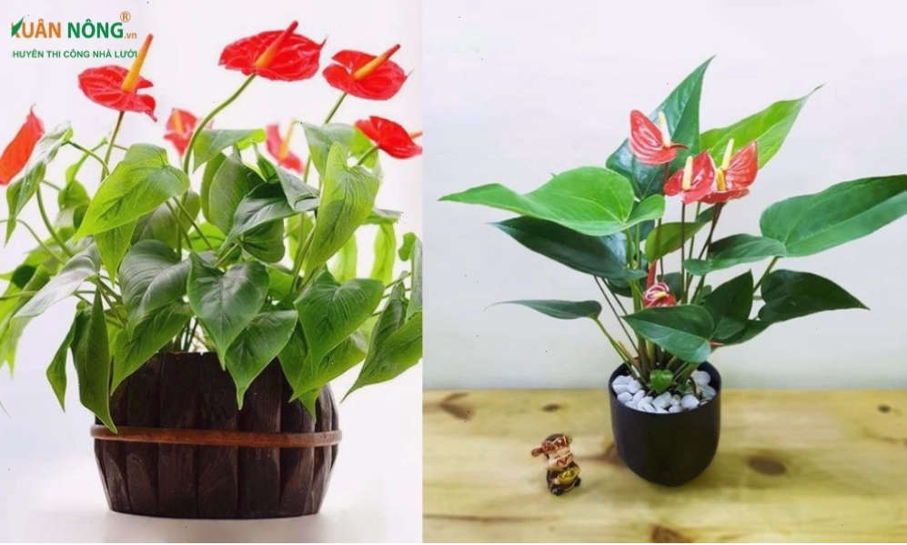 Cây hồng môn với hoa đỏ hình trái tim