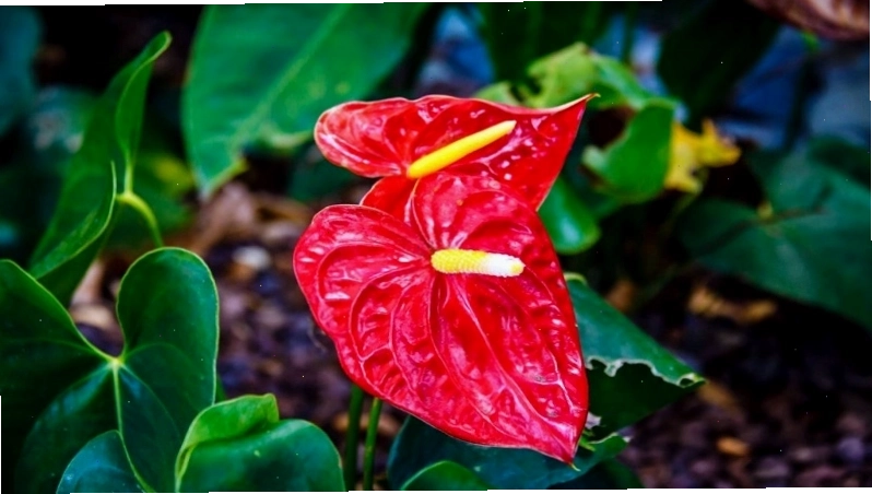 Cây hồng môn với hoa đỏ rực rỡ