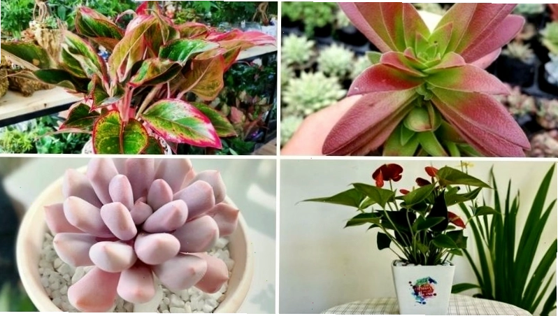 Cây hợp mệnh Hỏa tuổi Mão cần tránh