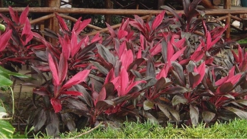 Cây huyết dụ