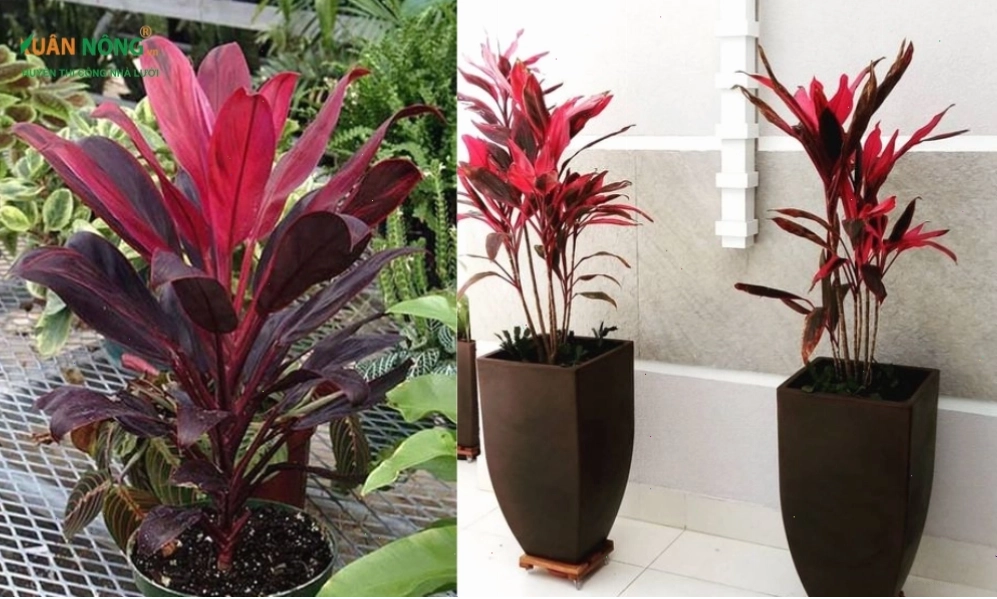 Cây huyết dụ với lá màu đỏ thẫm