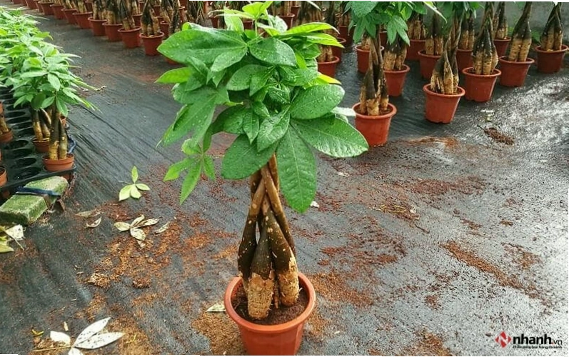 Cây Kim Ngân và cây Phát Tài cho người tuổi Dần