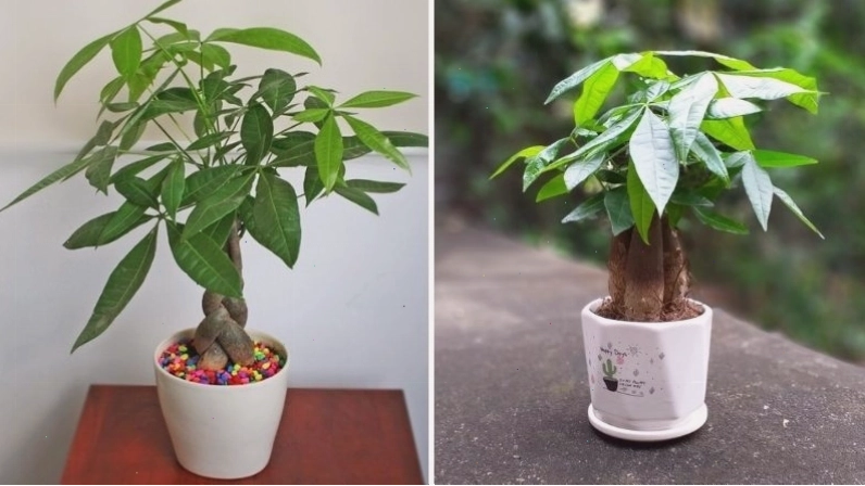 Cây kim ngân với lá xanh tươi tốt, biểu tượng của sự may mắn và tài lộc