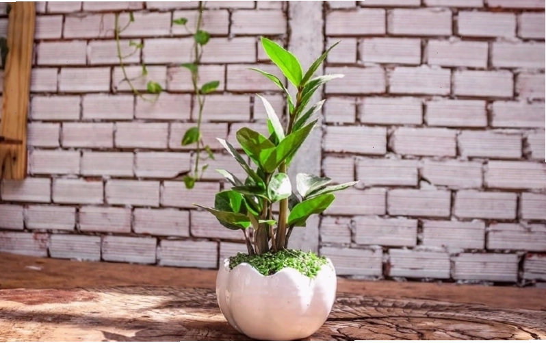 Cây kim tiền - biểu tượng tài lộc