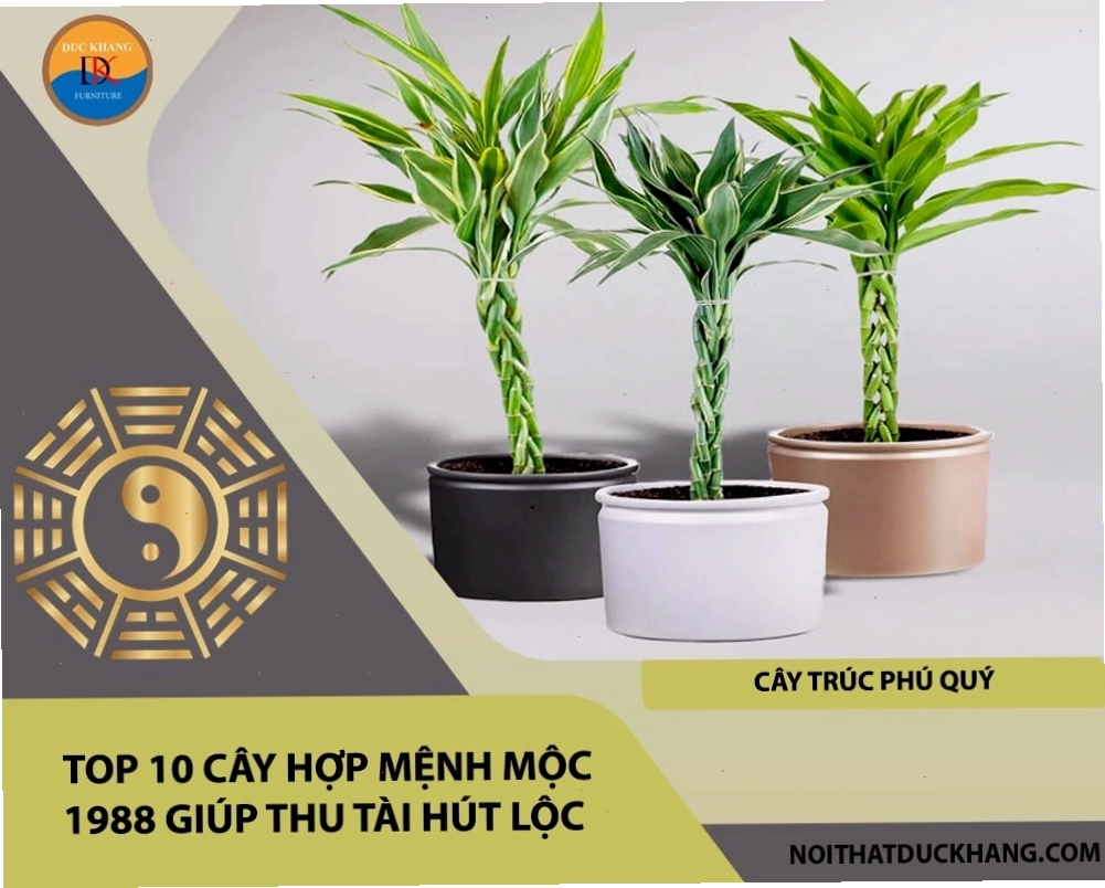 Cây kim tiền lá bóng dày mang lại thịnh vượng cho tuổi Mậu Thìn 1988