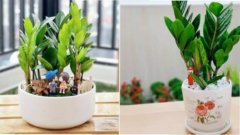 Cây Kim Tiền trên bàn làm việc