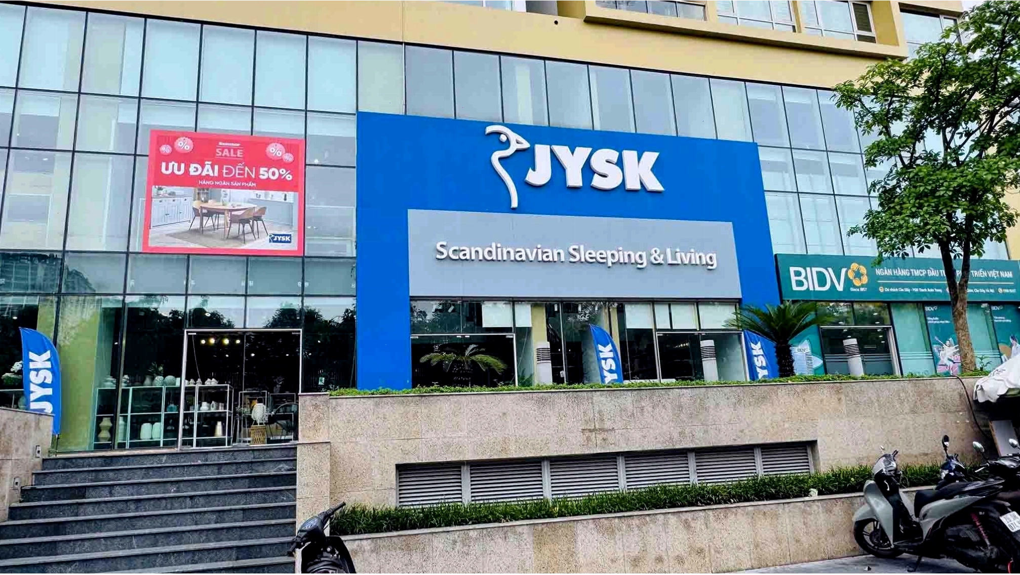 Cây Kim Tiền tượng trưng cho tài lộc và phú quý