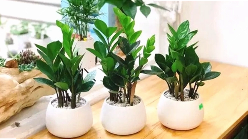 Cây kim tiền với những tán lá tròn đầy, biểu thị sự giàu sang và phú quý