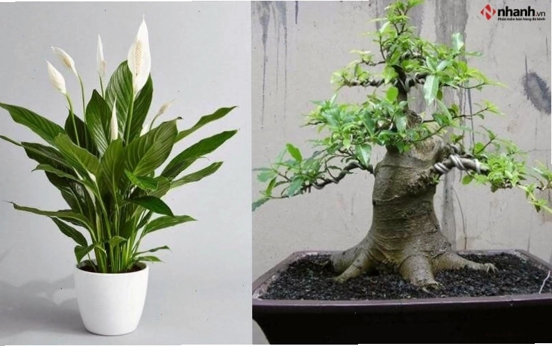 Cây lan ý, cây sung cho người tuổi Tý