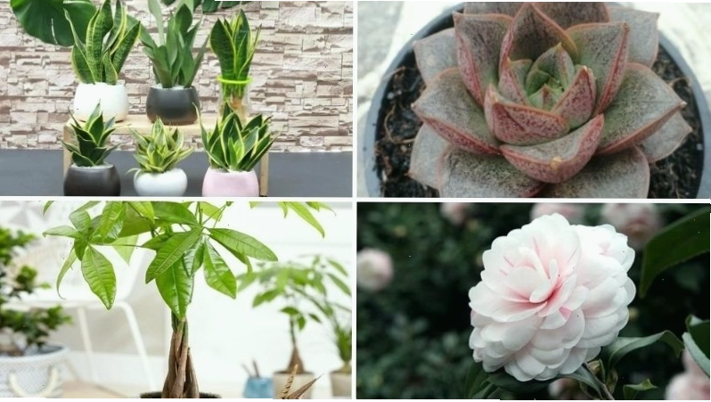 Cây Lô Hội hợp với người mệnh Thủy tuổi Mão