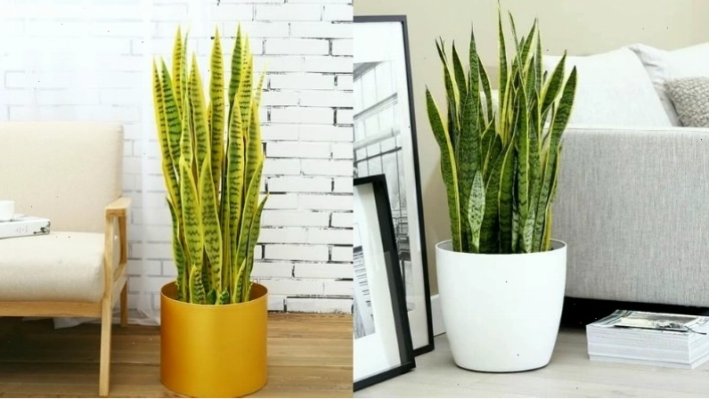 Cây lưỡi hổ hợp người mệnh Thổ, Kim và tuổi Ngọ