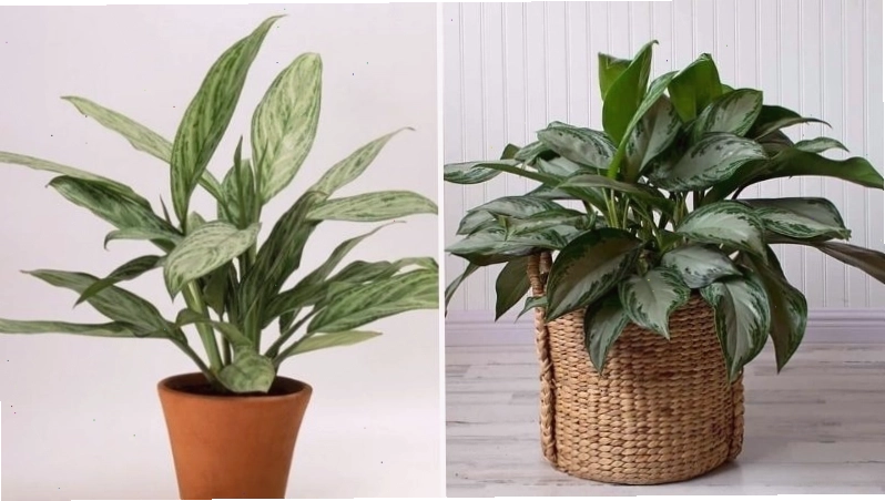 Cây ngân hậu với lá đốm độc đáo, mang lại sự tinh tế và may mắn