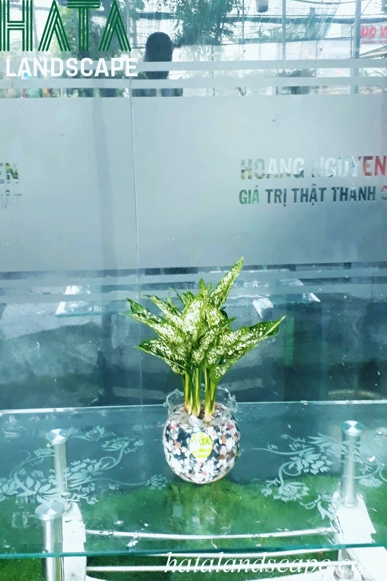 Cây Ngọc Ngân thủy sinh đẹp mắt