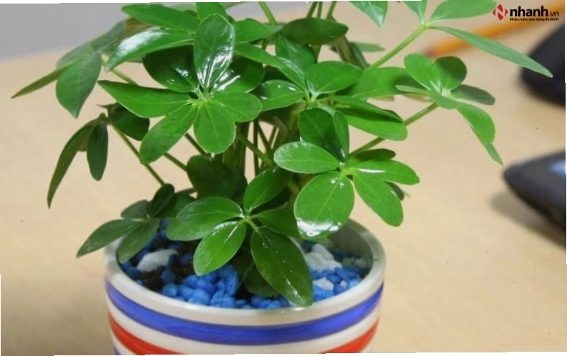 Cây Ngũ Gia Bì, Phát Tài, Phú Quý cho người tuổi Mão