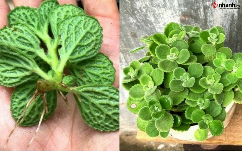 Cây Nhất Mạt Hương và Sen Đá cho người tuổi Hợi